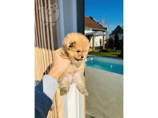 PoulaTo: Pomeranian Spitz TOP κουτάβια